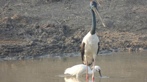 Khijadiya Bird Sanctuary