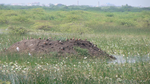 Khijadiya Bird Sanctuary